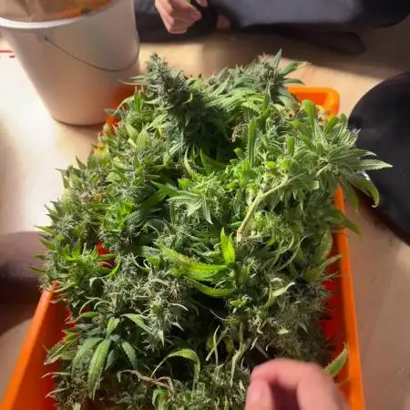 LSD Zamnesia Organic Grow
