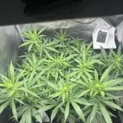 LSD Zamnesia Organic Grow