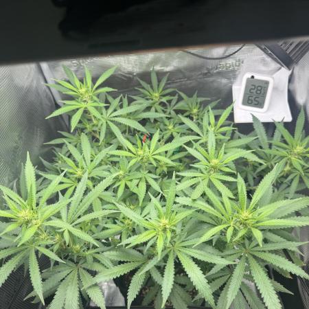 LSD Zamnesia Organic Grow