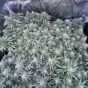 DP second grow