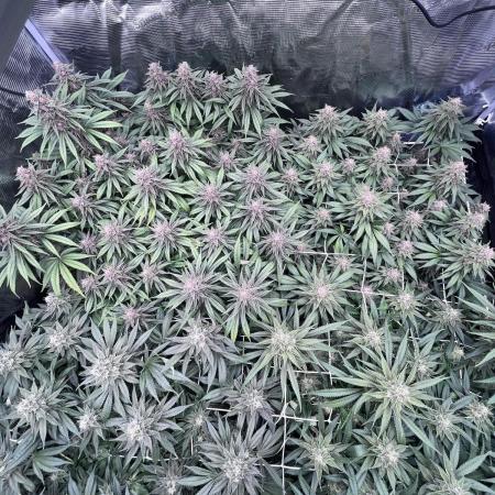 DP second grow