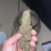 DP second grow