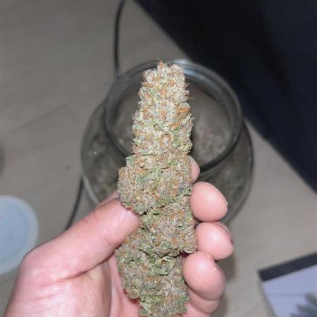 DP second grow