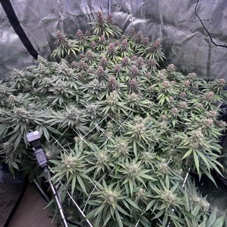 DP second grow