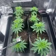 Mimosa Evo-Barneys