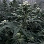 Mimosa Evo-Barneys
