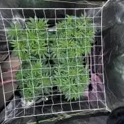 DP second grow