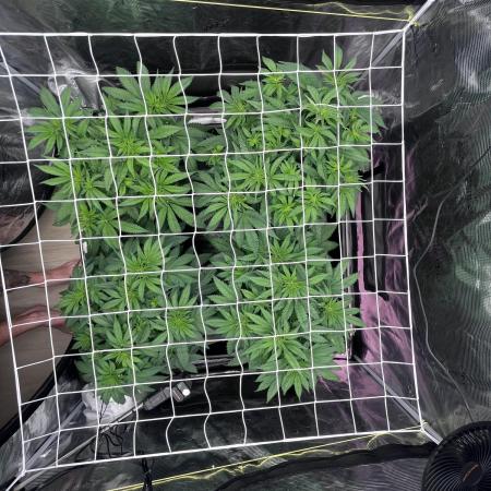 DP second grow