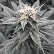 Mimosa Evo-Barneys