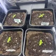 Glookies + White widow XXL