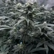 Mimosa Evo-Barneys