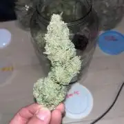 DP second grow