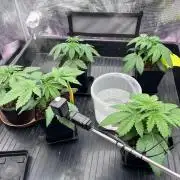 DP second grow