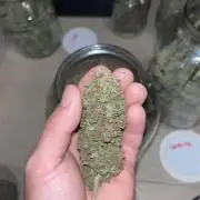 DP second grow