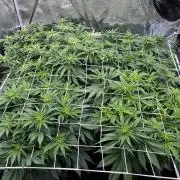 DP second grow