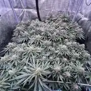 DP second grow