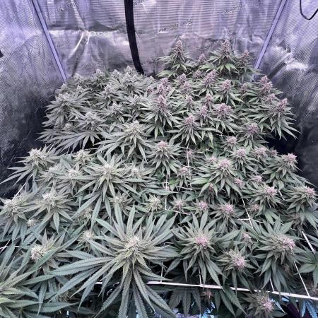 DP second grow