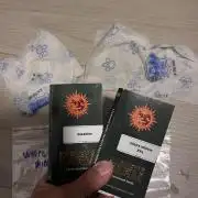 Glookies + White widow XXL