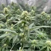 Mimosa Evo-Barneys
