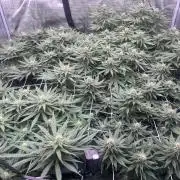 DP second grow
