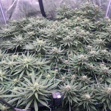 DP second grow