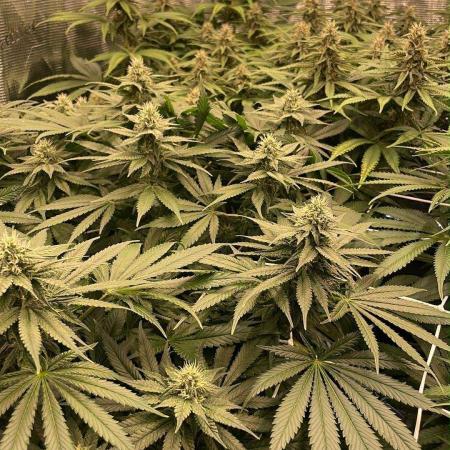 DP second grow
