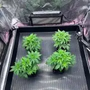 Mimosa Evo-Barneys
