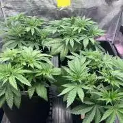 DP second grow