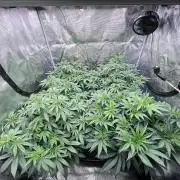 Mimosa Evo-Barneys