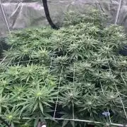 DP second grow
