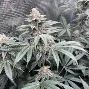 Mimosa Evo-Barneys