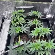 Mimosa Evo-Barneys