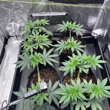 Mimosa Evo-Barneys