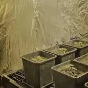 My first fight 🍊"TANGIE auto"🍋