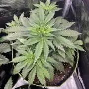 Auto / Wappa - Zombie Kush - Kush-Mintz