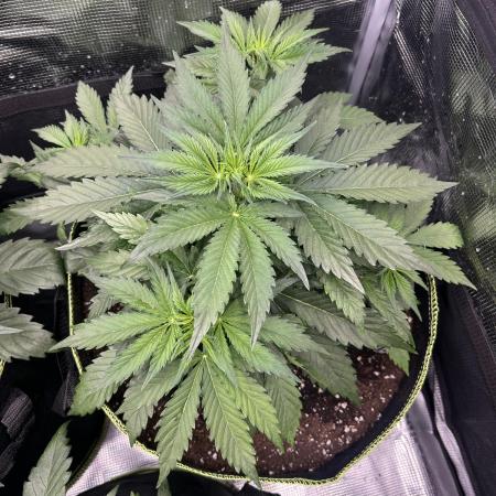 Auto / Wappa - Zombie Kush - Kush-Mintz