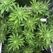 JDGenetics Hunters Grape/HuntersRuntz