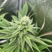 JDGenetics Hunters Grape/HuntersRuntz