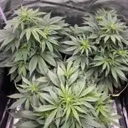 Auto / Wappa - Zombie Kush - Kush-Mintz