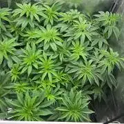 JDGenetics Hunters Grape/HuntersRuntz