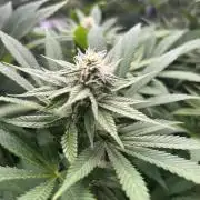 JDGenetics Hunters Grape/HuntersRuntz