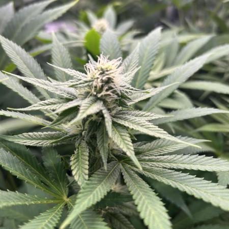 JDGenetics Hunters Grape/HuntersRuntz