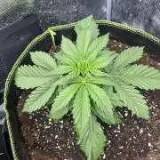 Auto / Wappa - Zombie Kush - Kush-Mintz