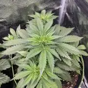Auto / Wappa - Zombie Kush - Kush-Mintz