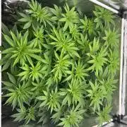 JDGenetics Hunters Grape/HuntersRuntz