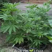 Outdoor 📸Cherry Moonrocks🍒
