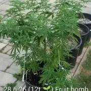 Outdoor  FRUIT 📸🌞🌱