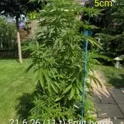 Outdoor  FRUIT 📸🌞🌱