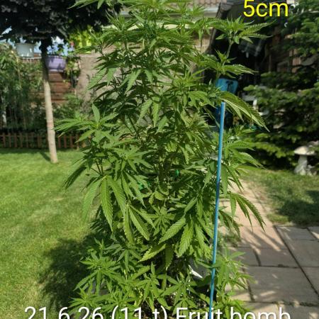 Outdoor  FRUIT 📸🌞🌱