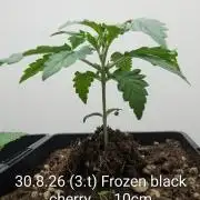 FÉNIXOV ŠEPOT🐦‍🔥🌱